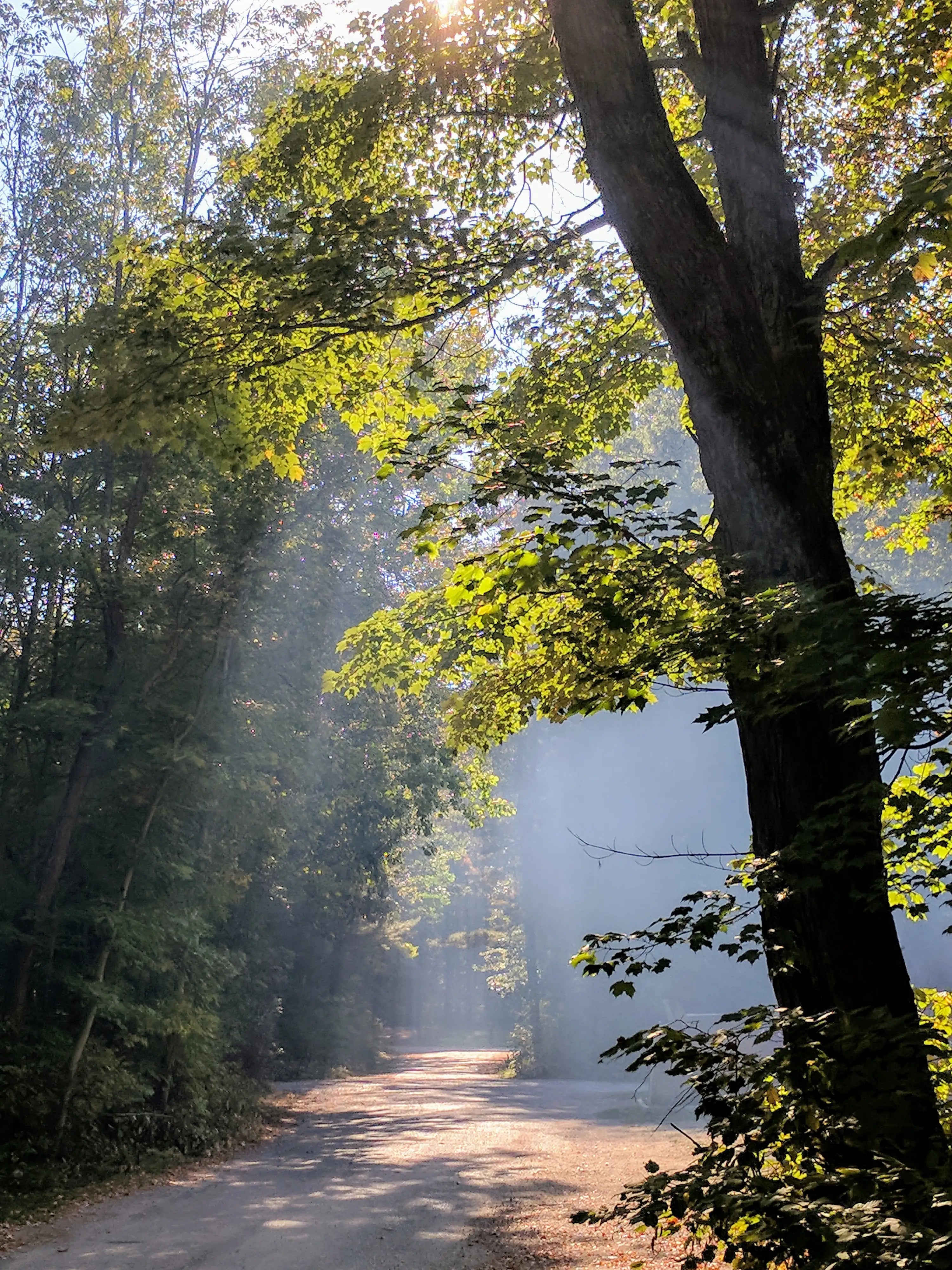 A scenic forest path with sunlight filtering through the trees, creating a tranquil and natural atmosphere.